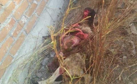 Perros callejeros mataron borrega
