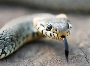 Advierten contra reptiles por calor 