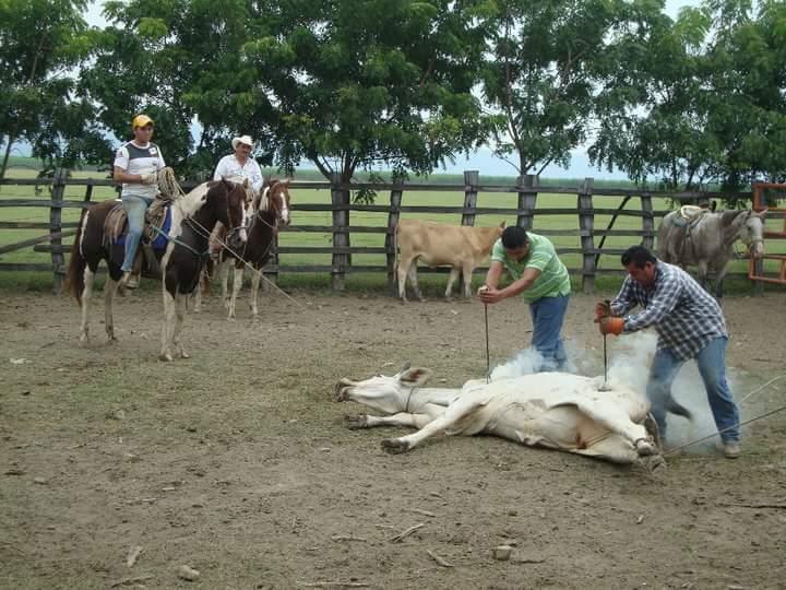 Obliga Ley Ganadera a refrendar el fierro Obliga Ley Ganadera a refrendar el fierro