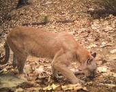 Gestionan ayuda para proteger pumas y osos
