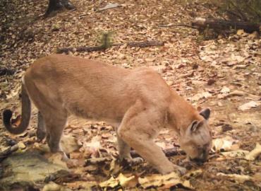 Gestionan ayuda para proteger pumas y osos