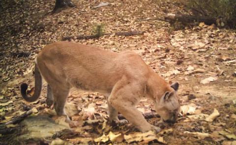 Gestionan ayuda para proteger pumas y osos
