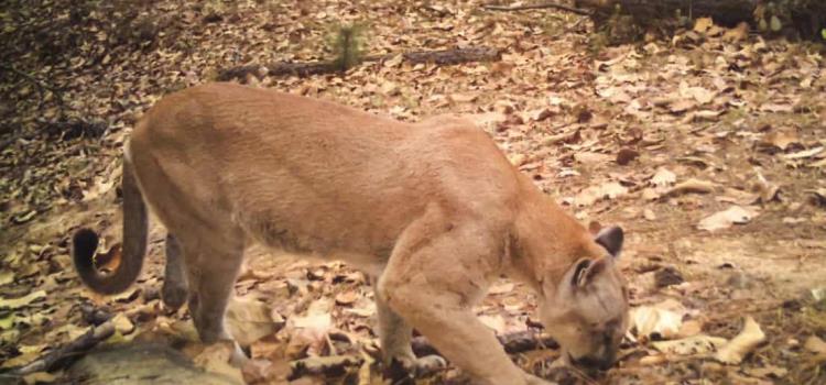 Gestionan ayuda para proteger pumas y osos Gestionan ayuda para proteger pumas y osos