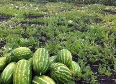 Inició cosecha de melón y sandía