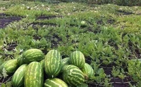 Inició cosecha de melón y sandía
