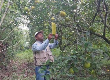 Monitorean plaga de los cítricos
