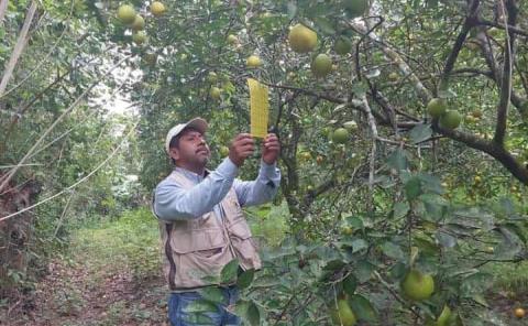 Monitorean plaga de los cítricos
