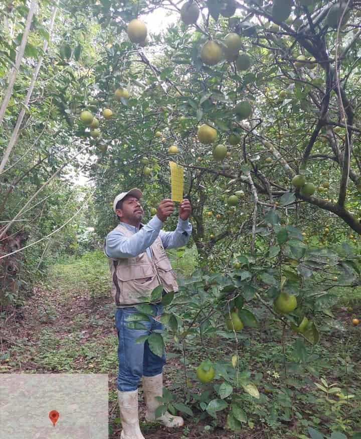 Monitorean plaga de los cítricos