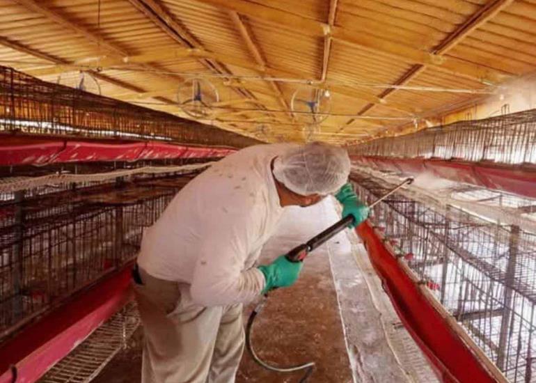 Nuevo virus de influenza aviar
