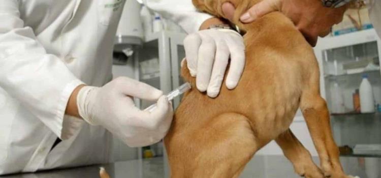 Necesario vacunar a mascotas de ZM Necesario vacunar a mascotas de ZM