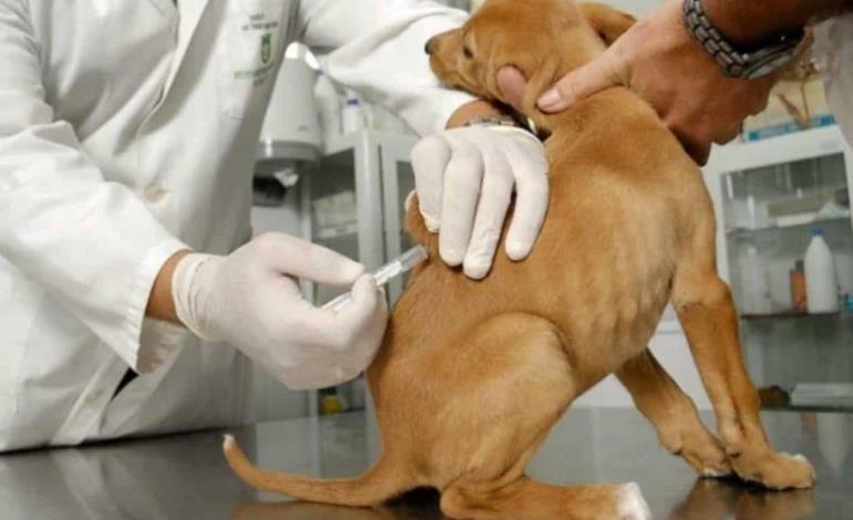 Necesario vacunar a mascotas de ZM