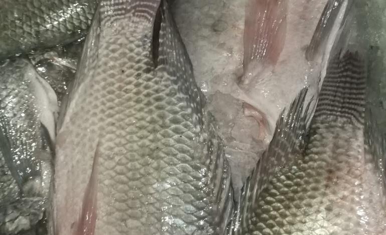 Pasó Semana Santa y siguen carísimos los mariscos