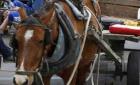 Caballos sufren de maltrato 
