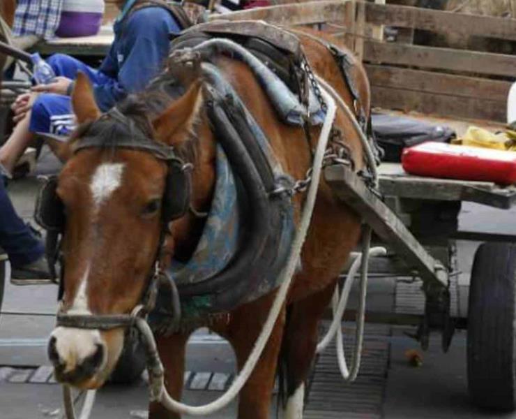Caballos sufren de maltrato 
