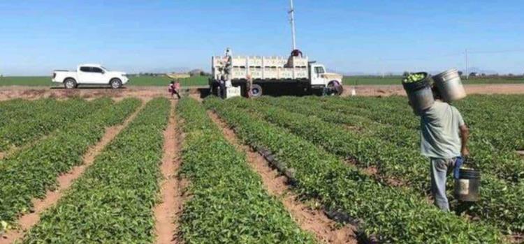 Crisis para los agricultores Crisis para los agricultores
