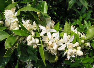 Sigue cayéndose la floración de naranja 