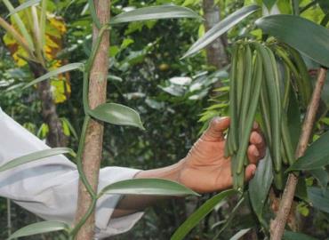 Vainilleros preocupados la sequía afecta plantíos 
