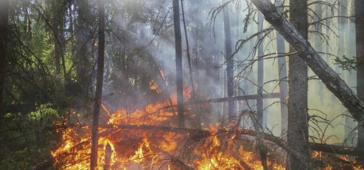 15 años de cárcel por causar incendios 15 años de cárcel por causar incendios