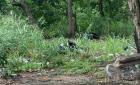 Siguen detectando basureros clandestinos