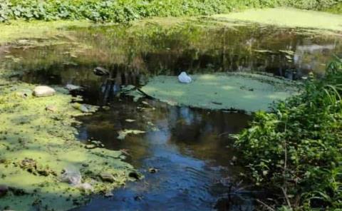 Exhortan a limpiar terrenos y baldíos para prevenir el dengue