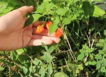 Campesinos cultivan el chile habanero