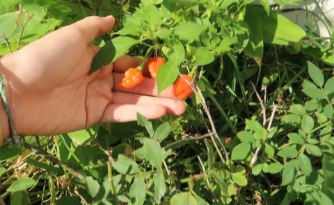 Campesinos cultivan el chile habanero
