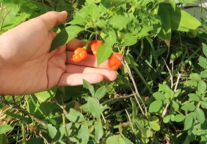 Campesinos cultivan el chile habanero