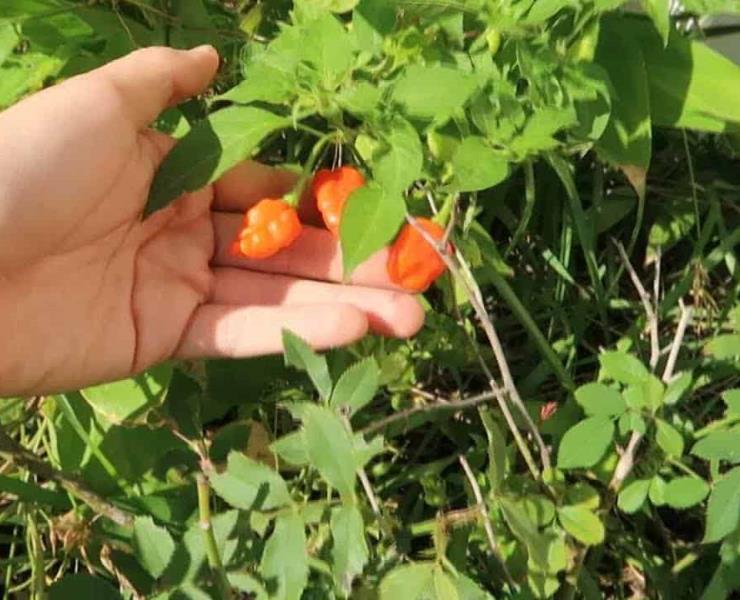 Campesinos cultivan el chile habanero