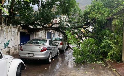 Árbol cae sobre vehículo y bloquea calle en la zona centro