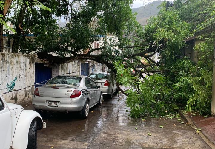 Árbol cae sobre vehículo y bloquea calle en la zona centro
