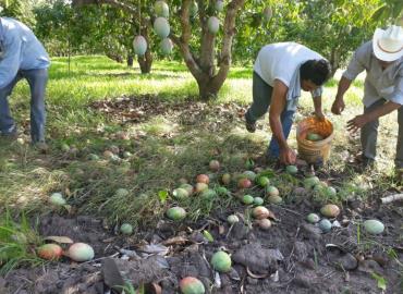 Ni mangos ni litchis Por grave sequia 