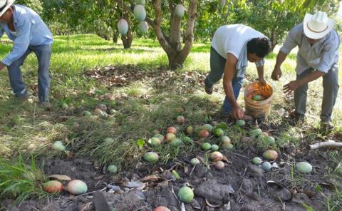 Ni mangos ni litchis Por grave sequia 
