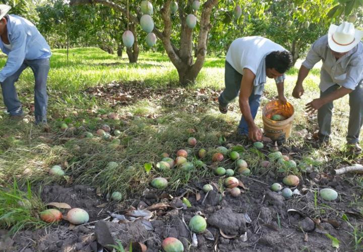 Ni mangos ni litchis Por grave sequia 