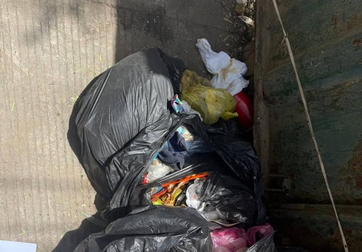 Restos de animales, una peste en contenedores
