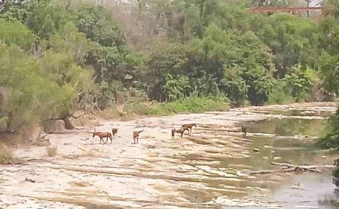 Cañeros  secan los ríos    

