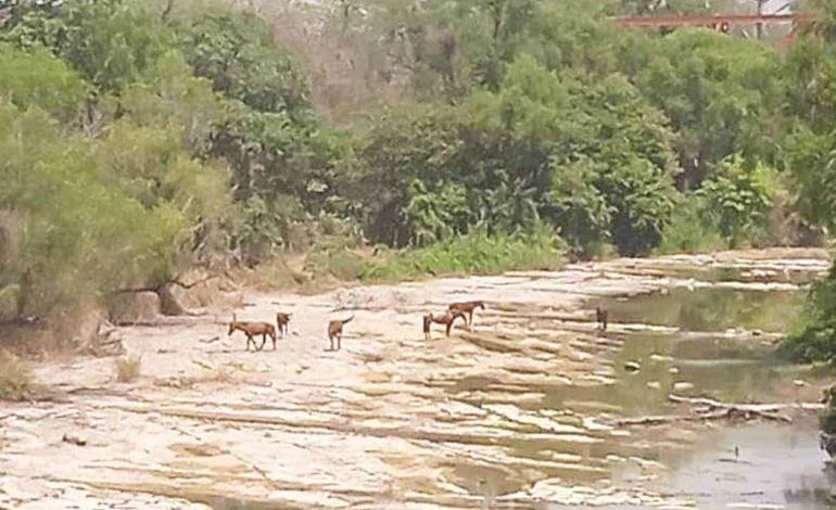 Cañeros  secan los ríos    