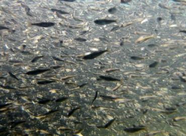 Proponen acuicultura para salvar especies 