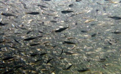 Proponen acuicultura para salvar especies 
