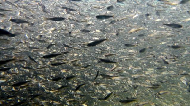 Proponen acuicultura para salvar especies 