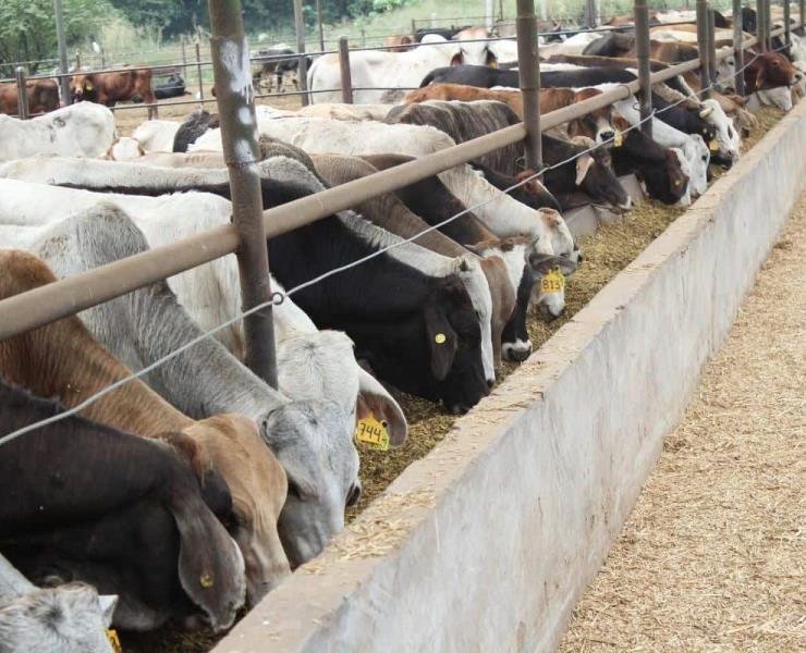 Previenen plaga del gusano barrenador 
