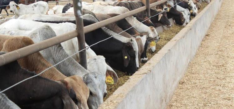 Previenen plaga del gusano barrenador Previenen plaga del gusano barrenador