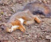 Calor mata la fauna silvestre 