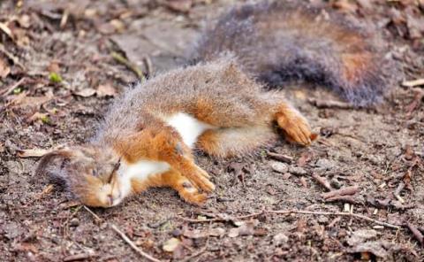 Calor mata la fauna silvestre 

