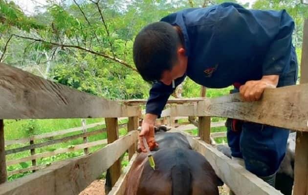 Cerco sanitario contra el gusano barrenador