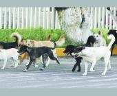 Perros infectados