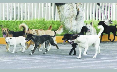 Perros infectados