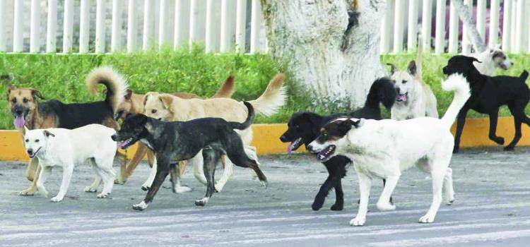 Perros infectados Perros infectados