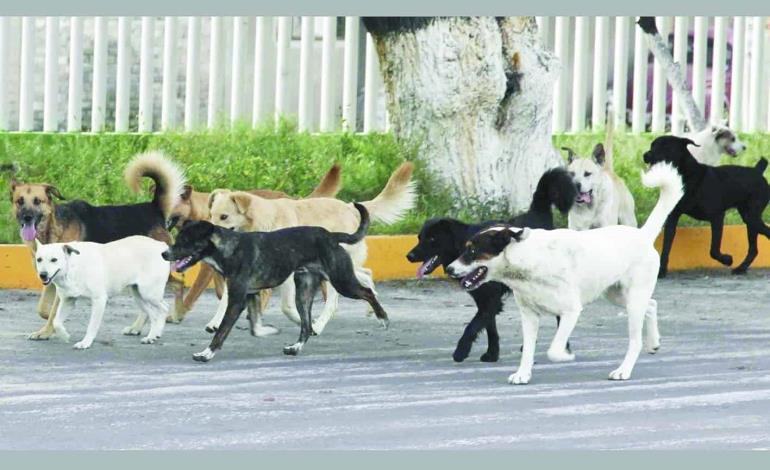 Perros infectados