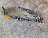 Ola de calor mata aves