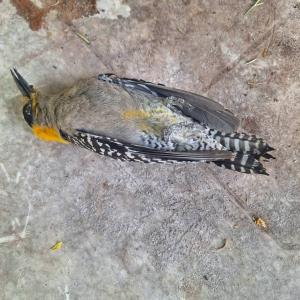 Ola de calor mata aves